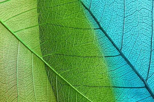 plant-based skincare